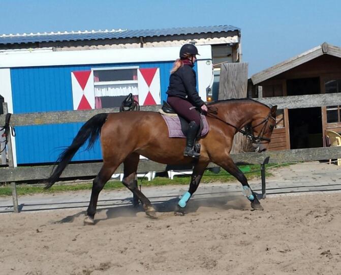 B&B Boerderij Rust, In Pipowagens! Den Helder Bagian luar foto